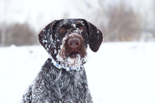 Dog, German wire hair, portrait of a dog outdoors, in the wild. High quality photo