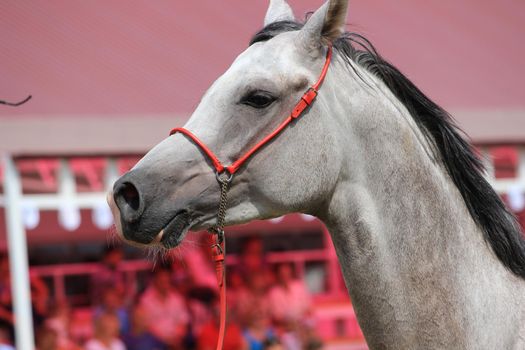 The muzzle of a white-grey horse with a mane and a close-up bridle.