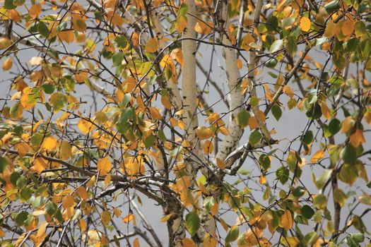 Golden autumn. The background is made of autumn leaves. High quality photo