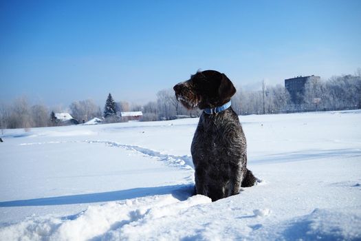 Hunting dog in winter in the field, winter hunting. High quality photo