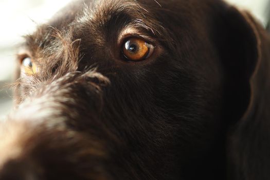 The muzzle of a thoroughbred dog is close-up. High quality photo
