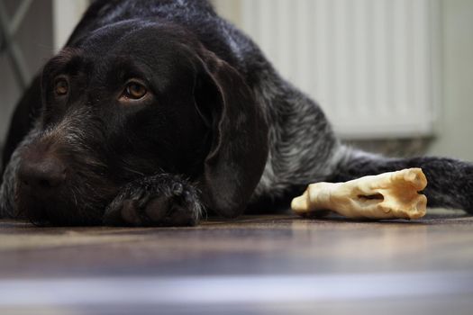 A treat for a purebred hunting dog. Pet food from a pet store. Dog nibbles a treat.