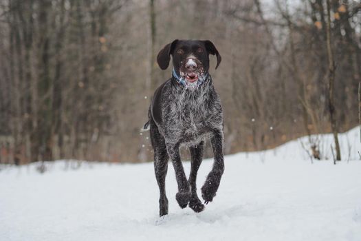 Hunting dog in the winter in the forest. German Drathaar. High quality photo