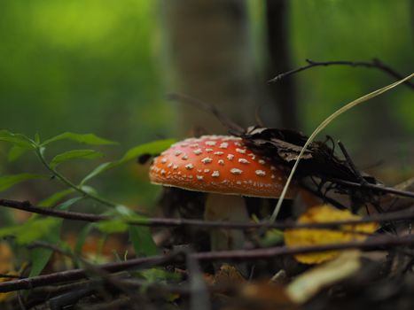 Edible mushrooms in the forest in autumn. Close-up.