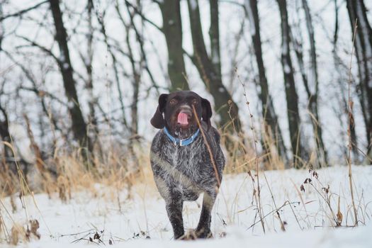 Hunting dog in the winter in the forest. German Drathaar. High quality photo