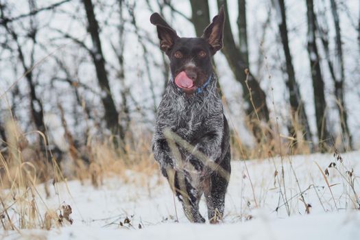 Hunting dog in the winter in the forest. German Drathaar. High quality photo