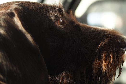 The muzzle of a thoroughbred dog is close-up. High quality photo