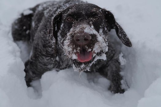 Dog hunting brown, German wire hair, winter in the field. High quality photo