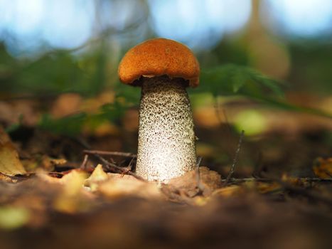 Edible mushrooms in the forest in autumn. Close-up.