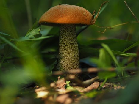 Edible mushrooms in the forest in autumn. Close-up.