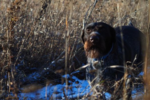 A working dog of the German hunting breed Drathaar on the hunt in the field. High quality photo