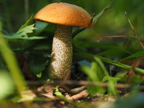 Edible mushrooms in the forest in autumn. Close-up.