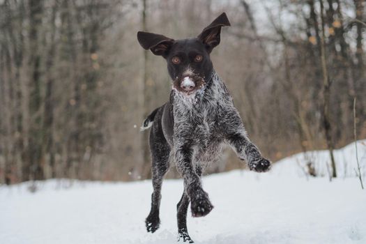 Hunting dog in the winter in the forest. German Drathaar. High quality photo