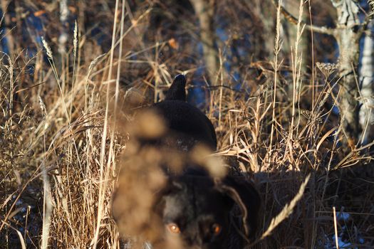 German doping dog Drathaar on the hunt in winter. High quality photo