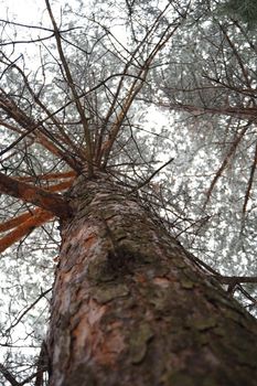 The trunk of a large mahogany. A large conifer tree in the forest, with the texture of the trunk bark, the view from below. High quality photo