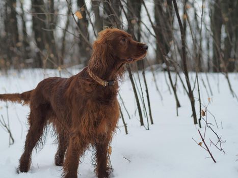 Dog. Red setter in the winter outdoors. High quality photo