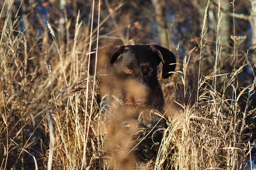 German doping dog Drathaar on the hunt in winter. High quality photo