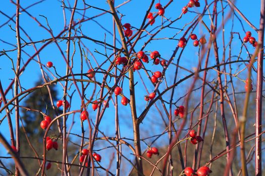 Fruits of rosehip on a bush against the blue sky. High quality photo