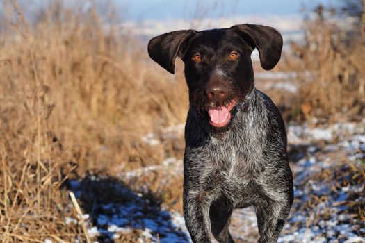 German doping dog Drathaar on the hunt in winter. High quality photo