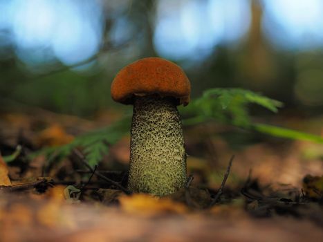 Edible mushrooms in the forest in autumn. Close-up.