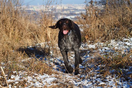 A working dog of the German hunting breed Drathaar on the hunt in the field. High quality photo