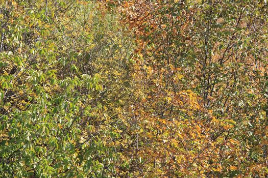 Golden autumn. The background is made of autumn leaves. High quality photo