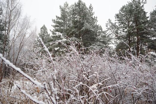 Winter forest. Big Christmas trees and bushes under the snow. High quality photo