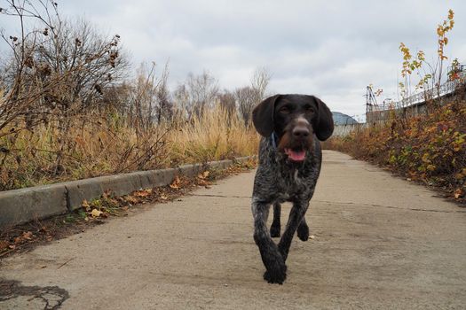 Brown dog hunting breed Drathaar in nature. High quality photo