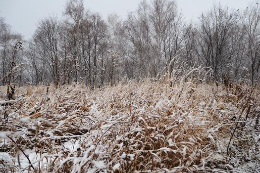 Winter landscape. High dry grass covered with snow and tall trees in the snow in the background. High quality photo