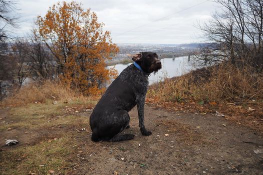 a brown hunting dog on the riverbank is waiting for its owner. High quality photo