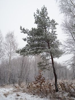 A big mahogany. A large conifer tree in the forest, with the texture of the trunk bark, the view from below. High quality photo