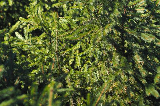 A green Christmas tree. It's a beautiful background. Wildlife. High quality photo