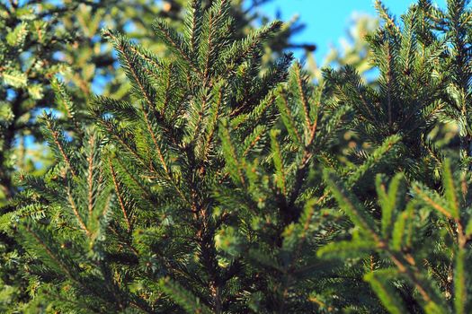 A green Christmas tree. It's a beautiful background. Wildlife. High quality photo