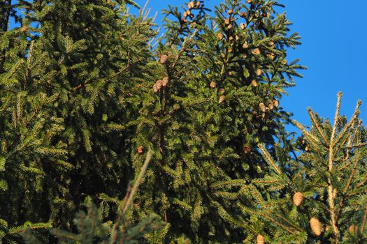 A green Christmas tree. It's a beautiful background. Wildlife. High quality photo