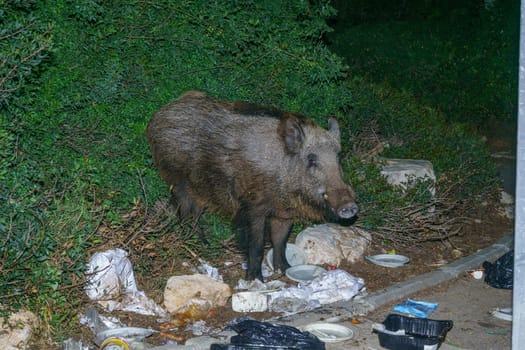 Haifa, Israel - April 05, 2021: View of a wild boar seeking for food in garbage, in the urban streets of Haifa, Israel