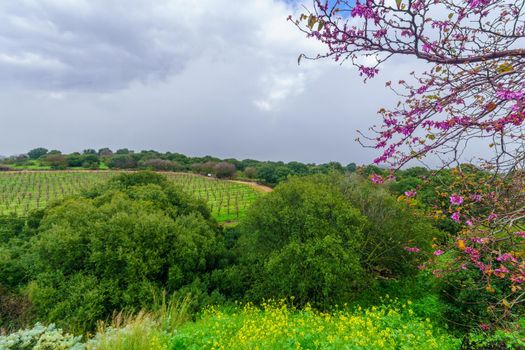 View of countryside from the Yiftakh observation point, Upper Galilee, Northern Israel