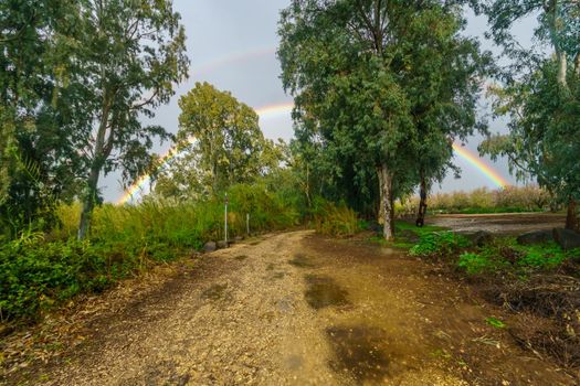 View of a double rainbow behind Eucalyptus trees. Hula Valley, Northern Israel