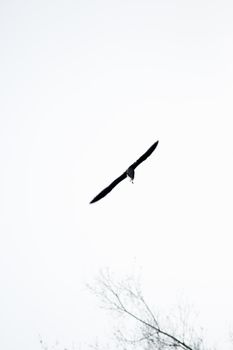 Seagull silhouette flying over blue sky. No people