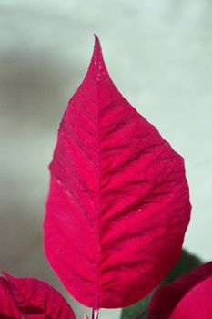 Poinsettia in red. No people. Copy space