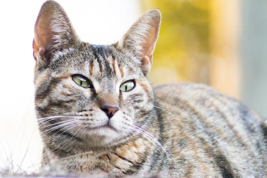 Tabby cat lying in the grass. Squinting. No people