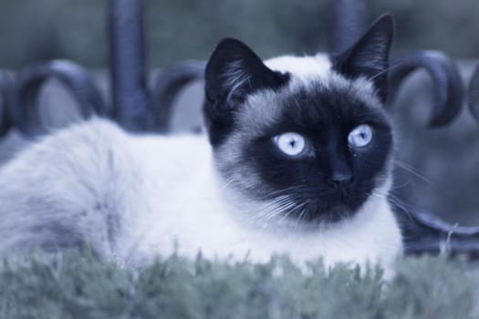 Siamese cat with blue eyes lying on the street. No people