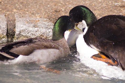 Duck living in an artificial city pond. No people