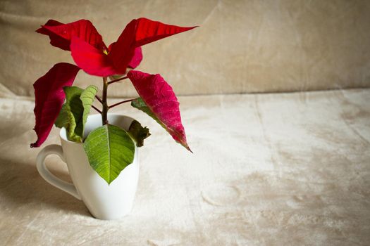 Poinsettia in red. No people. Copy space