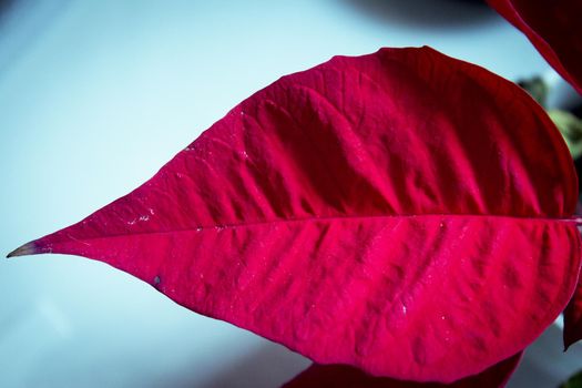 Poinsettia in red. No people. Copy space