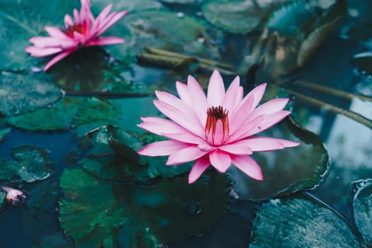 Selective pink lotus in pond in morning at park nature background.