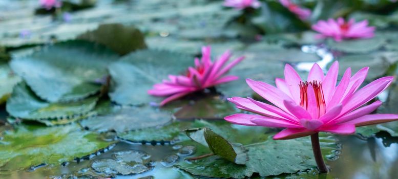 Selective pink lotus in pond in morning at park nature background.