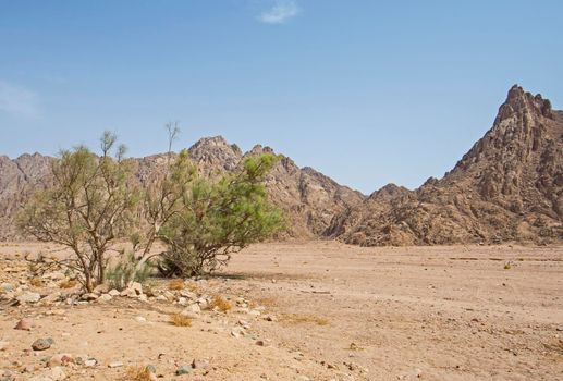 Landscape scenic view of desolate barren eastern desert in Egypt with acacia tree and mountains