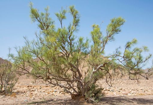 Landscape scenic view of desolate barren eastern desert in Egypt with acacia tree and mountains