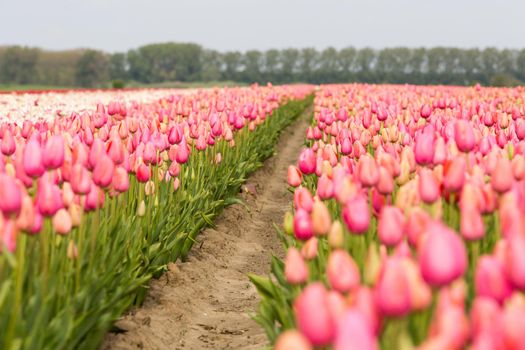 Colorful field of tulips in the Netherlands