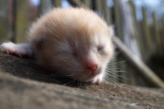 Little ginger kitten sleeping on the tree trunk outdoors in close up